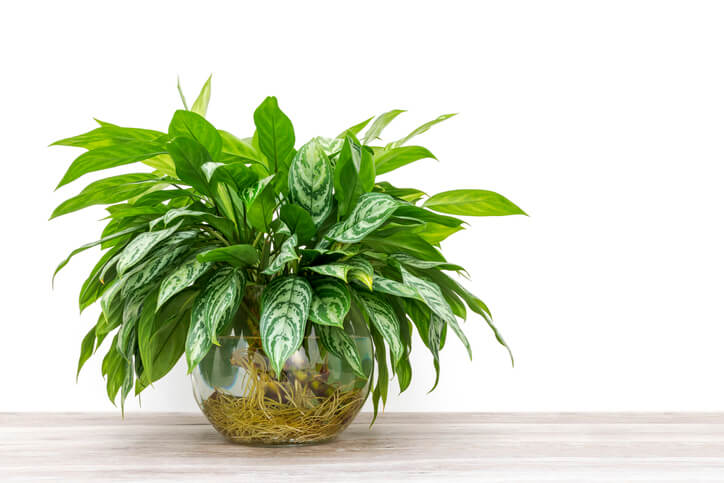 A Chinese evergreen plant in a see-through bowl that shows a messy knot of roots