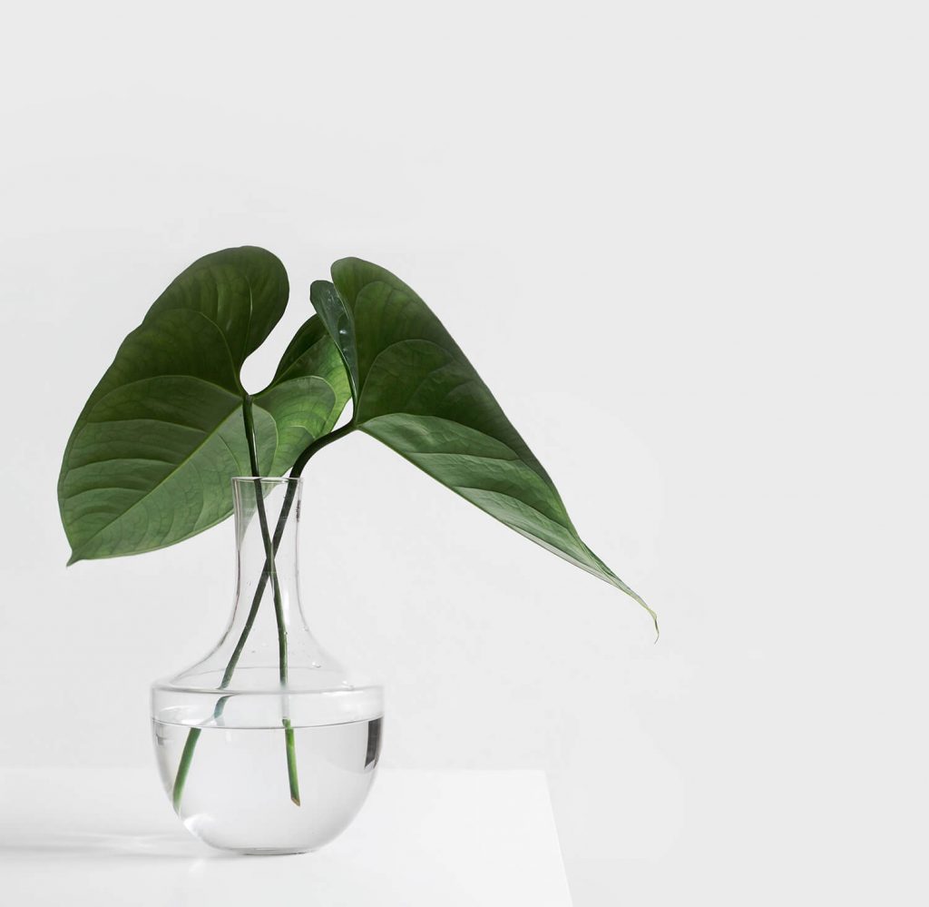 Clear vase with water and leaves