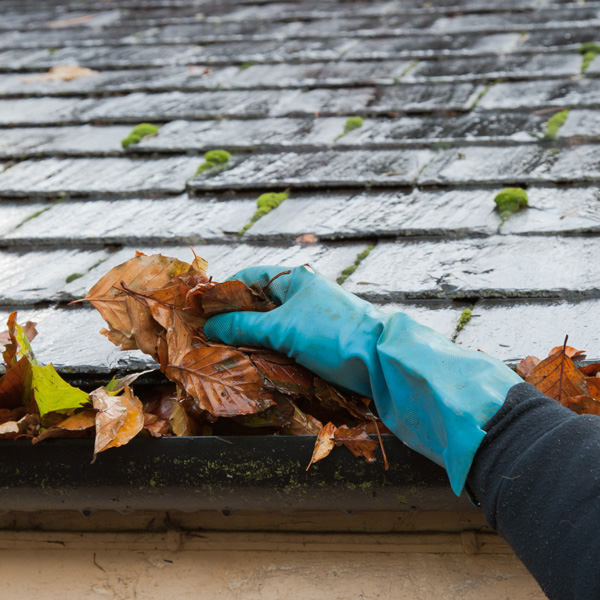 A hand is clearing gutters filled with leaves