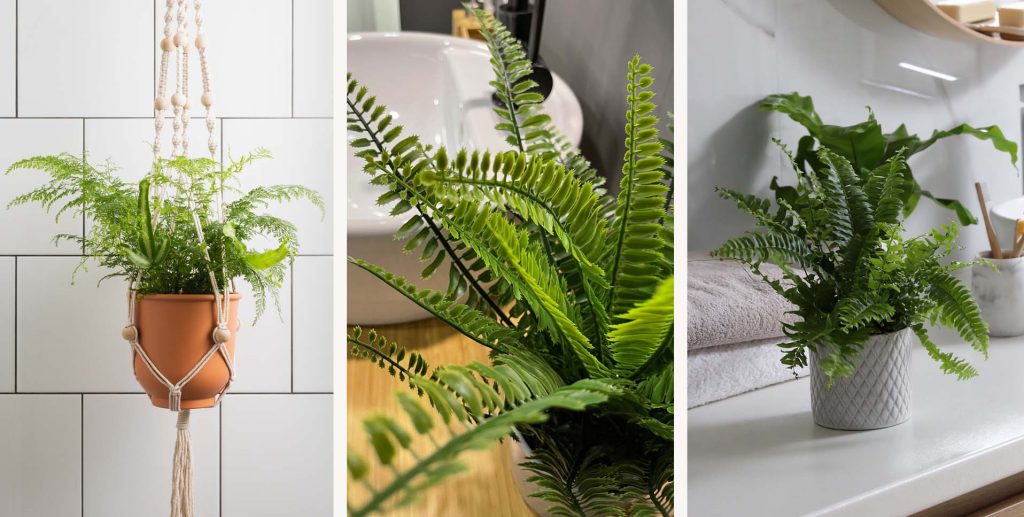 Various ferns are potted and displayed in the bathroom.